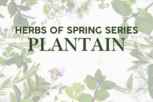 Herbs of Spring Series: Plantain