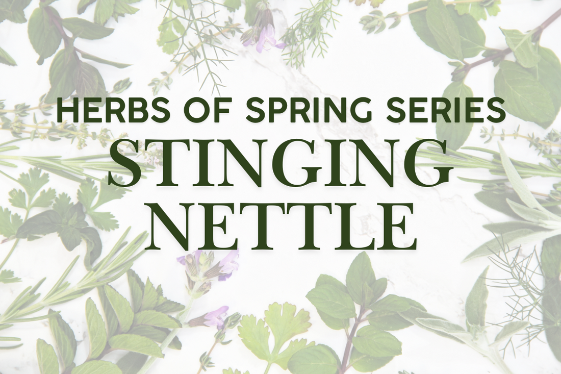 Herbs of Spring Series: Stinging Nettle